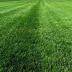 Газон рулонный Спортивный Газон рулонный Спортивный