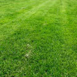 Газон рулонный Стандартный Газон рулонный Стандартный