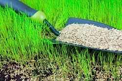 Устройство посевного газона Устройство посевного газона