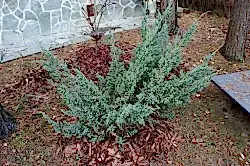 Можжевельник чешуйчатый Майери h120-160 см Можжевельник чешуйчатый Майери h120-160 см