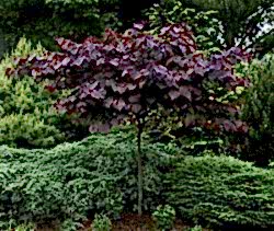 Церцис канадский Форест Панси Церцис канадский Форест Панси