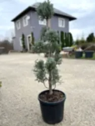 Кипарис гладкий Фастигиата (Fastigiata) форма mini pompons h80-100 см, С10 Кипарис гладкий Фастигиата (Fastigiata) форма mini pompons h80-100 см, С10