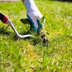 Прополка газона Прополка газона