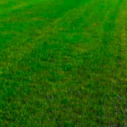 Газон рулонный Универсальный + Теневыносливый Газон рулонный Универсальный + Теневыносливый