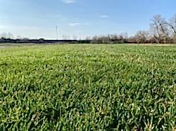 ГАЗОН РУЛОННЫЙ АСТАНА ПИТОМНИК ГАЗОН РУЛОННЫЙ АСТАНА ПИТОМНИК