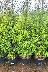 Туя западная Брабант (80-100 см) Туя западная Брабант (80-100 см)