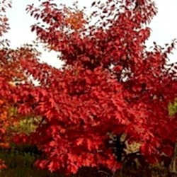 Дуб Quercus Rubra Дуб Quercus Rubra