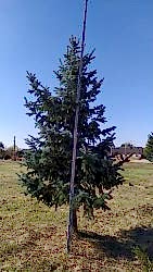 Ель колючая Хупси (Hoopsii) h250-300 см Ель колючая Хупси (Hoopsii) h250-300 см