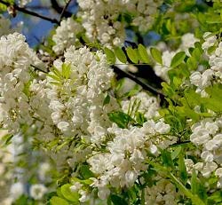 Акация белая (робиния) Frisia - кустовая форма Акация белая (робиния) Frisia - кустовая форма
